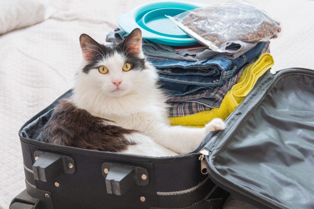Cat Sitting In The Suitcase