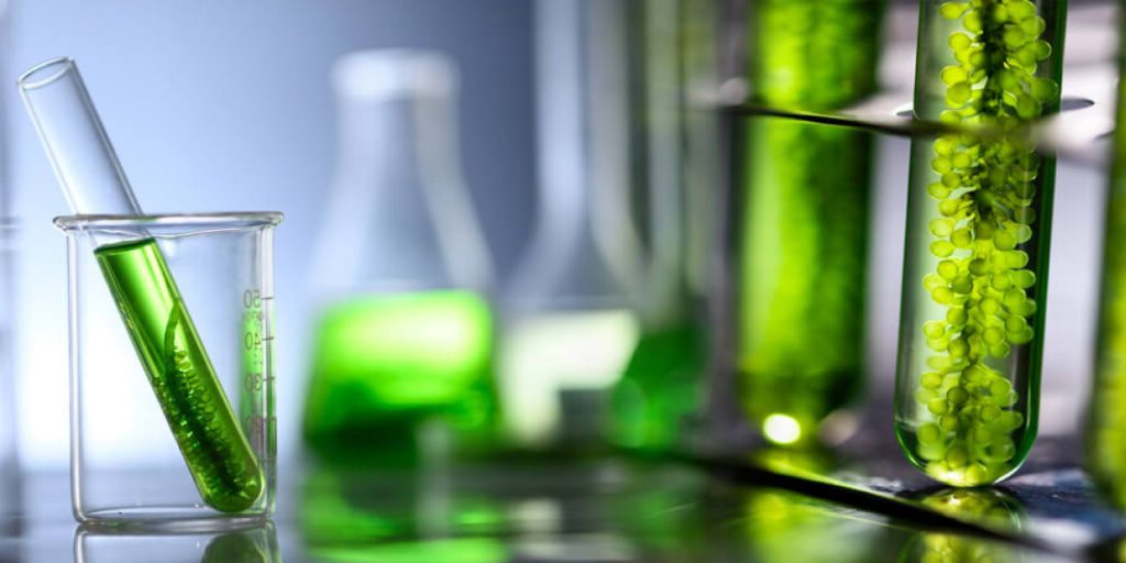 Alghe Serbatoio Gasolio